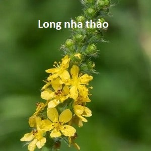 Long nha thảo – chữa lành hệ hô hấp, làm sạch gan